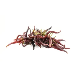 Guindilla Pepper Ristra - String Of 50 -Sous Chef BD0026 GuindillaPepperRistra Stringof50