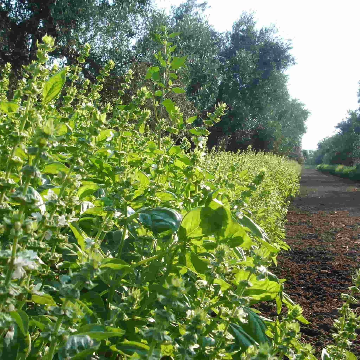 Galantino Puglian Olive Oil With Basil In Terracotta Bottle 250ml 3 Galantino Puglian Olive Oil With Basil In Terracotta Bottle 250ml - Image 3