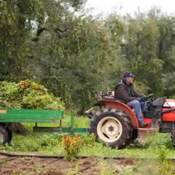 Galantino Puglian Olive Oil With Chilli In Terracotta Bottle 250ml 14 Galantino Puglian Olive Oil With Chilli In Terracotta Bottle 250ml -Sous Chef chillioliveoil2