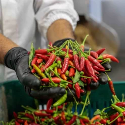 Galantino Puglian Olive Oil With Chilli In Terracotta Bottle 250ml 12 Galantino Puglian Olive Oil With Chilli In Terracotta Bottle 250ml -Sous Chef chillioliveoil3