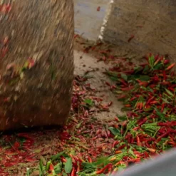 Galantino Puglian Olive Oil With Chilli In Terracotta Bottle 250ml 17 Galantino Puglian Olive Oil With Chilli In Terracotta Bottle 250ml -Sous Chef chillioliveoil5