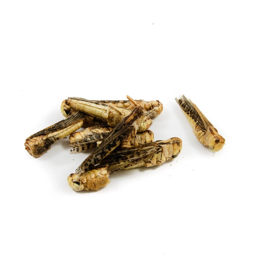 Edible Grasshoppers 9g 2 Edible Grasshoppers 9g - Image 2
