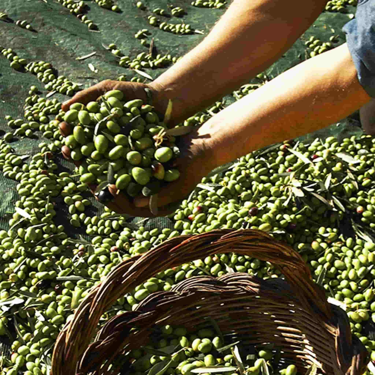 Galantino Puglian Extra Virgin Olive Oil In Green Splatter Ceramic Bottle 500ml 5 Galantino Puglian Extra Virgin Olive Oil In Green Splatter Ceramic Bottle 500ml - Image 5