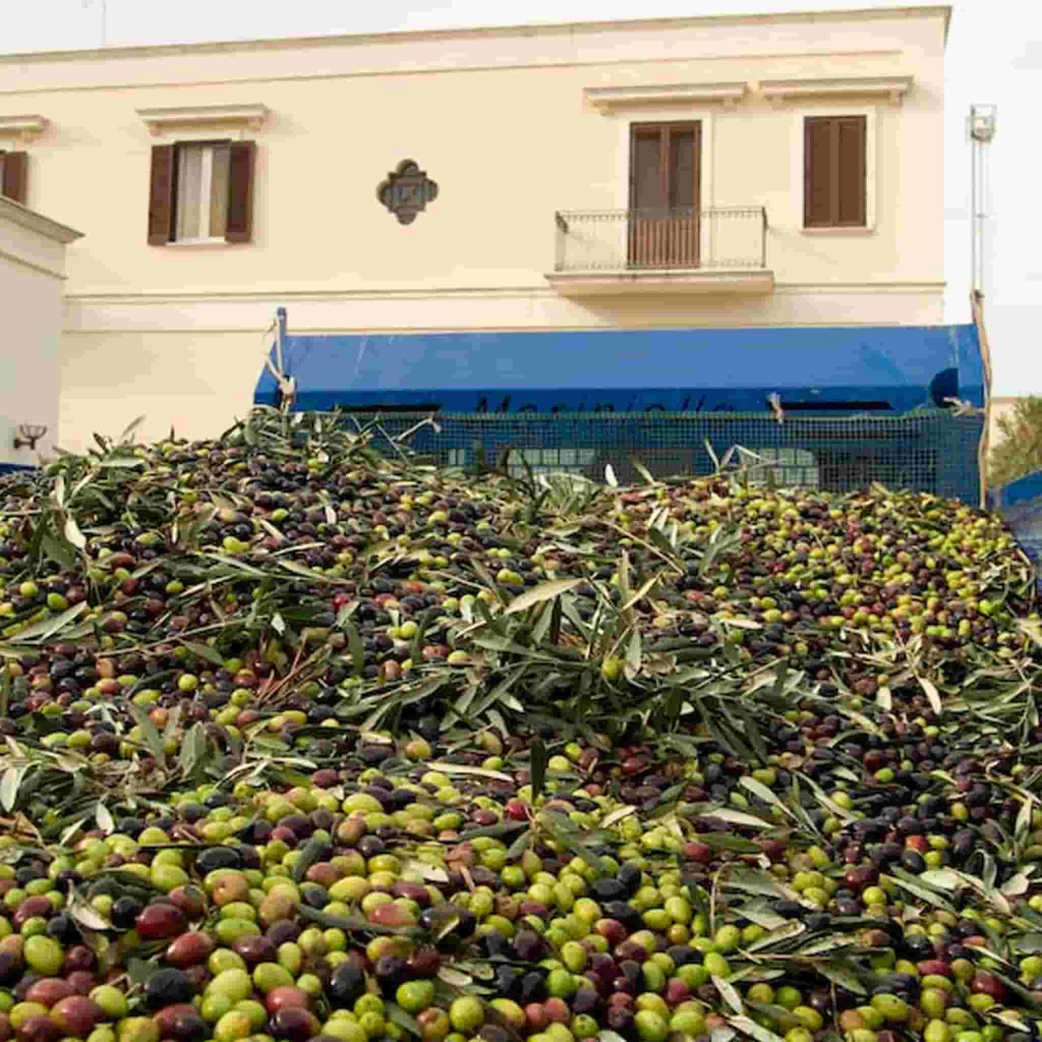 Galantino Puglian Olive Oil With Basil In Terracotta Bottle 250ml 5 Galantino Puglian Olive Oil With Basil In Terracotta Bottle 250ml - Image 5