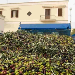 Galantino Fruttato Medio Extra Virgin Olive Oil 500ml -Sous Chef oliveoil2 260b2502 3450 49c6 8cac dfde7f83ff42