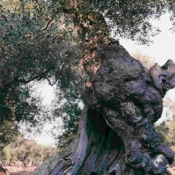 Galantino Puglian Extra Virgin Olive Oil In Green Splatter Ceramic Bottle 500ml 7 Galantino Puglian Extra Virgin Olive Oil In Green Splatter Ceramic Bottle 500ml -Sous Chef oliveoil3 ed61ff8b a265 4a4d b272 98c99f300089