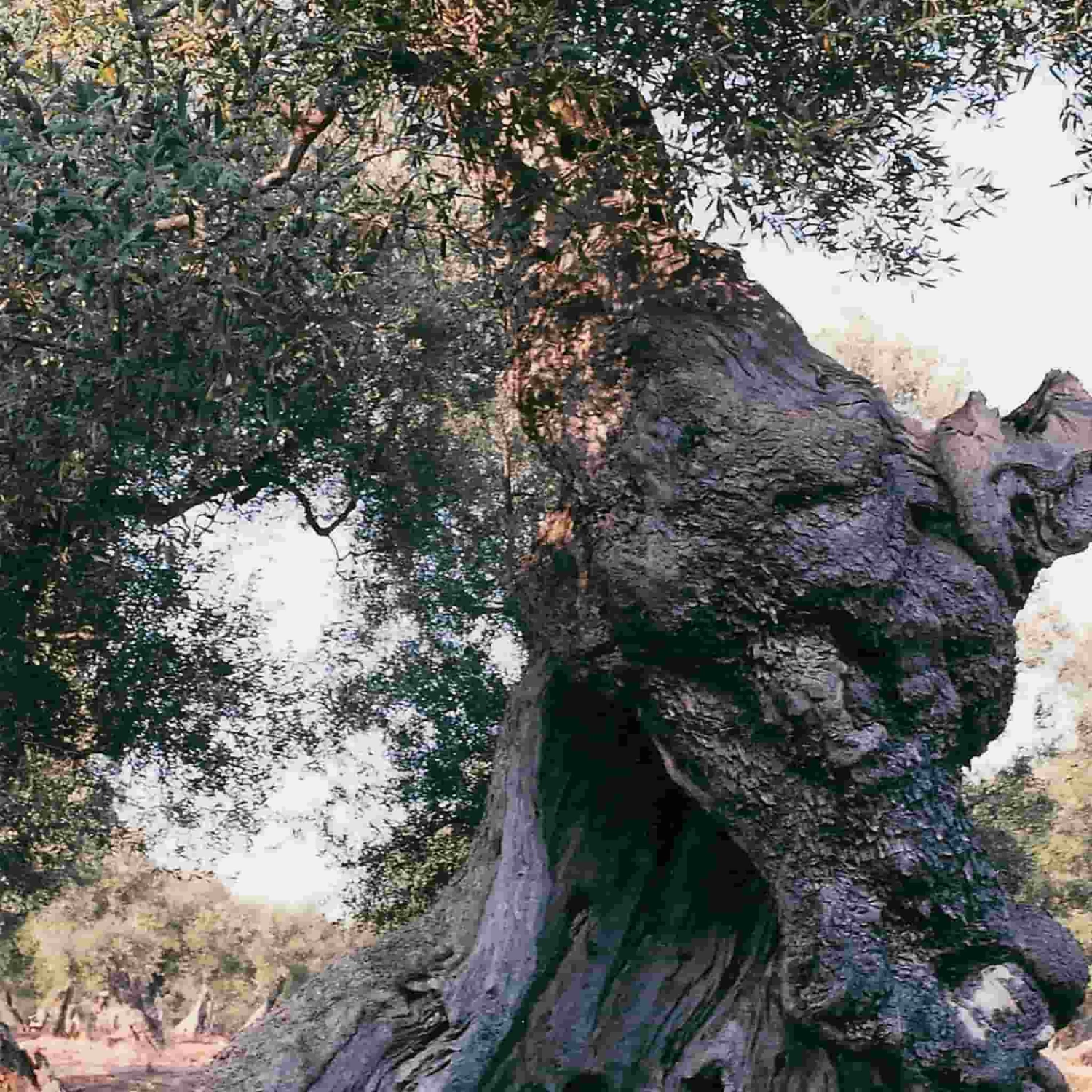 Galantino Puglian Extra Virgin Olive Oil In Green Splatter Ceramic Bottle 500ml 3 Galantino Puglian Extra Virgin Olive Oil In Green Splatter Ceramic Bottle 500ml - Image 3